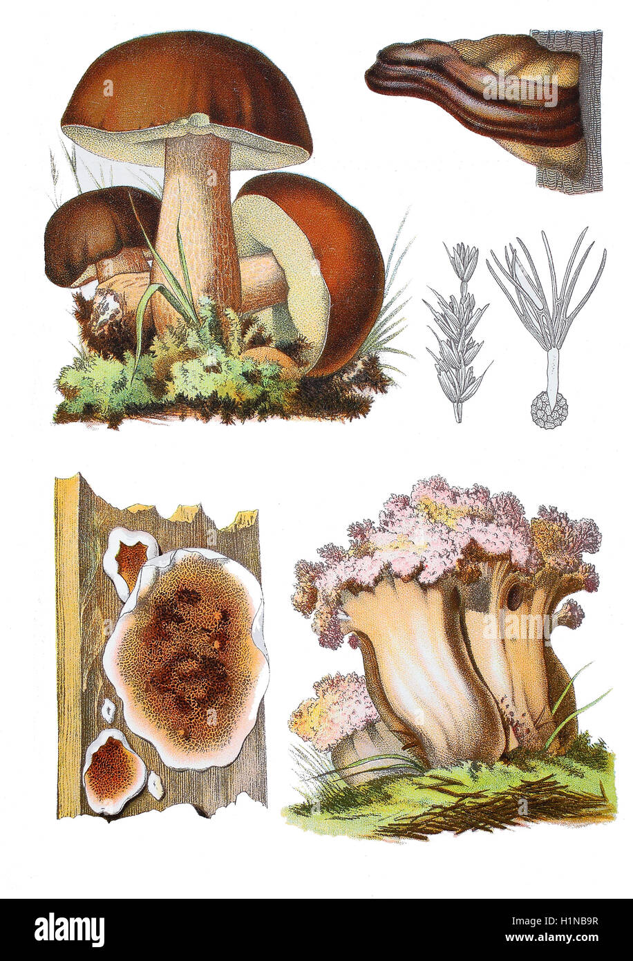 False boletus: photo, signs, looks like 53 False boletus: photo, signs, looks like 4