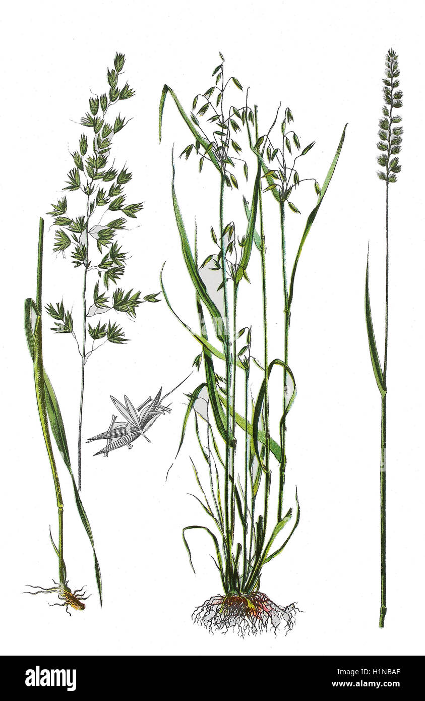 false oat-grass, tall oat-grass, tall meadow oat, Arrhenatherum elatius (left), common oat, Avena sativa (center),  Crested dog's-tail, Cynosurus cristatus (right) Stock Photo