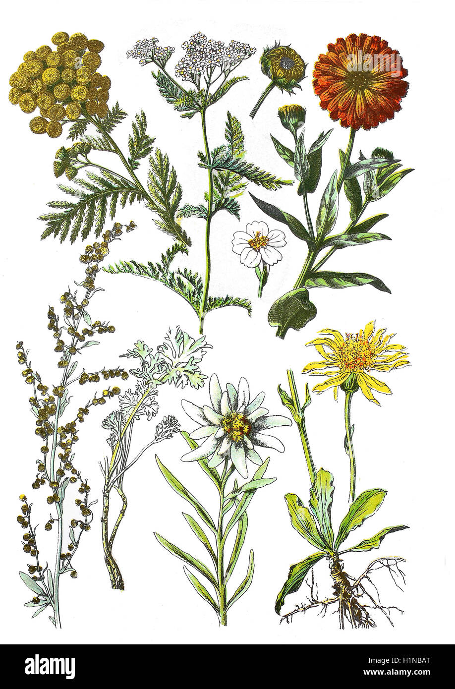 Tansy, Tanacetum vulgare L., Syn.: Chrysanthemum vulgare (L.) Bernh. (left top), yarrow, Achillea millefolium (top center),  Ringelblume, Calendula officinalis (top right), absinthe wormwood, Artemisia absinthium L. (bottem left), edelweiss, Leontopodium nivale subsp. alpinum (bottem center), mountain arnica, Arnica montana (bottem right) Stock Photo
