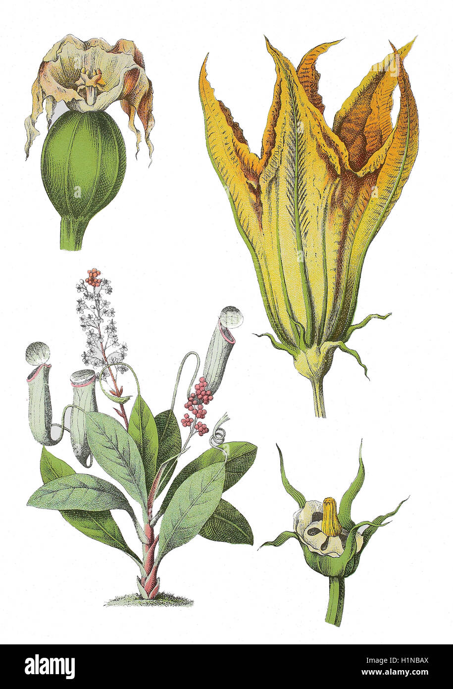 Common Swamp Pitcher-Plant, Nepenthes mirabilis (bottem left), Pumpkin, Cucurbita pepo (right) Stock Photo