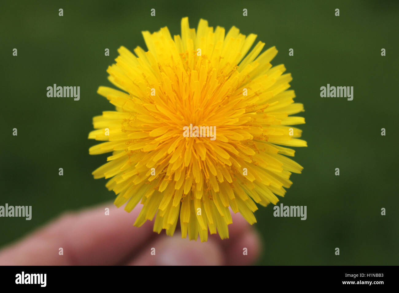 Blossom of dandelion Stock Photo