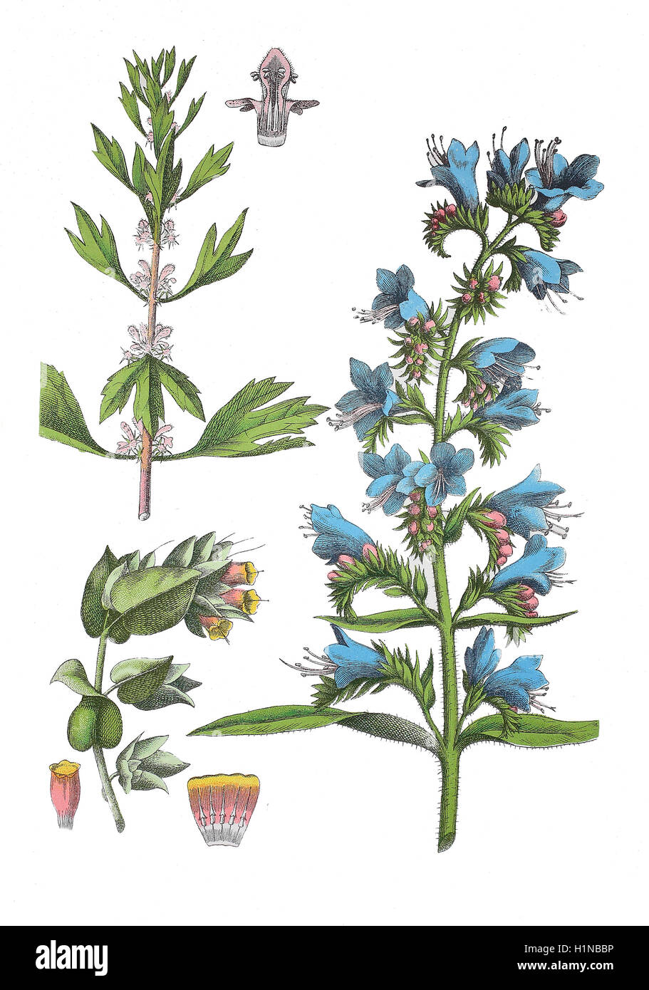 motherwort, Leonurus cardiaca (top left), Cerinthe, Cerinthe major (bottem left), viper's bugloss and blueweed, Echium vulgare (right) Stock Photo