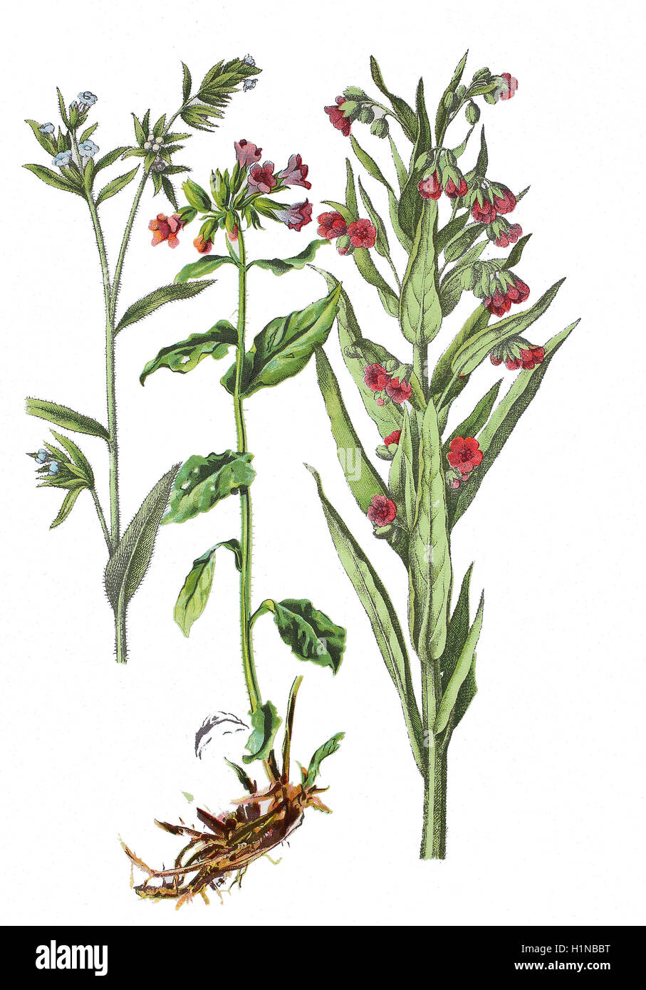 houndstongue, houndstooth, Cynoglossum officinale L. (right), lungwort, common lungwort, Pulmonaria officinalis (center), small bugloss, Lycopsis arvensis (left) Stock Photo