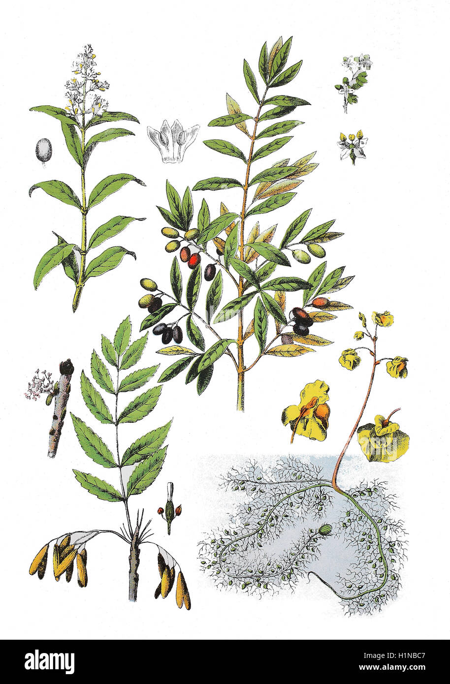 wild privet, Ligustrum vulgare (top left), olive, Olea europaea (top right), European ash, Fraxinus excelsior (bottem left), greater bladderwort, Utricularia vulgaris (bottem right) Stock Photo