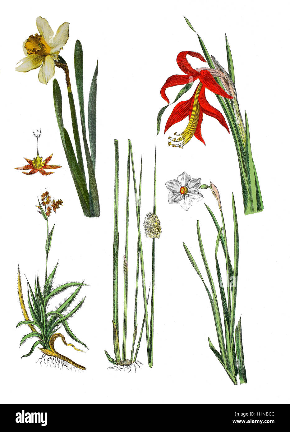wild daffodil or Lent lily, Narcissus pseudonarcissus (left top), Sprekelia lily, Sprekelia formosissima (top right),  field wood-rush, Good Friday grass, Luzula campestris (bottem left), compact rush, Juncus conglomeratus (bottem center), poet's daffodil, poet's narcissus, Narcissus poeticus (bottem right) Stock Photo