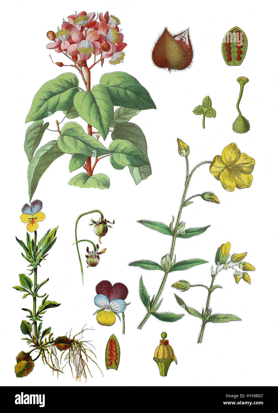 Achiote, Bixa orellana (top left), heartsease, heart's ease, heart's delight, tickle-my-fancy, Jack-jump-up-and-kiss-me, Viola tricolor (bottem left), common rock-rose, Helianthemum nummularium (bottem right) Stock Photo