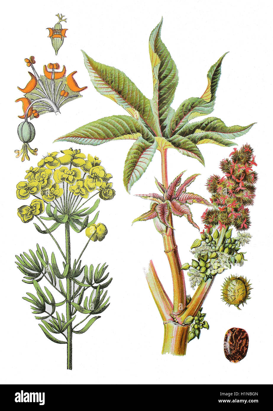 cypress spurge, Euphorbia cyparissias (left), castor-oil-plant, castor bean, Ricinus communis (right) Stock Photo