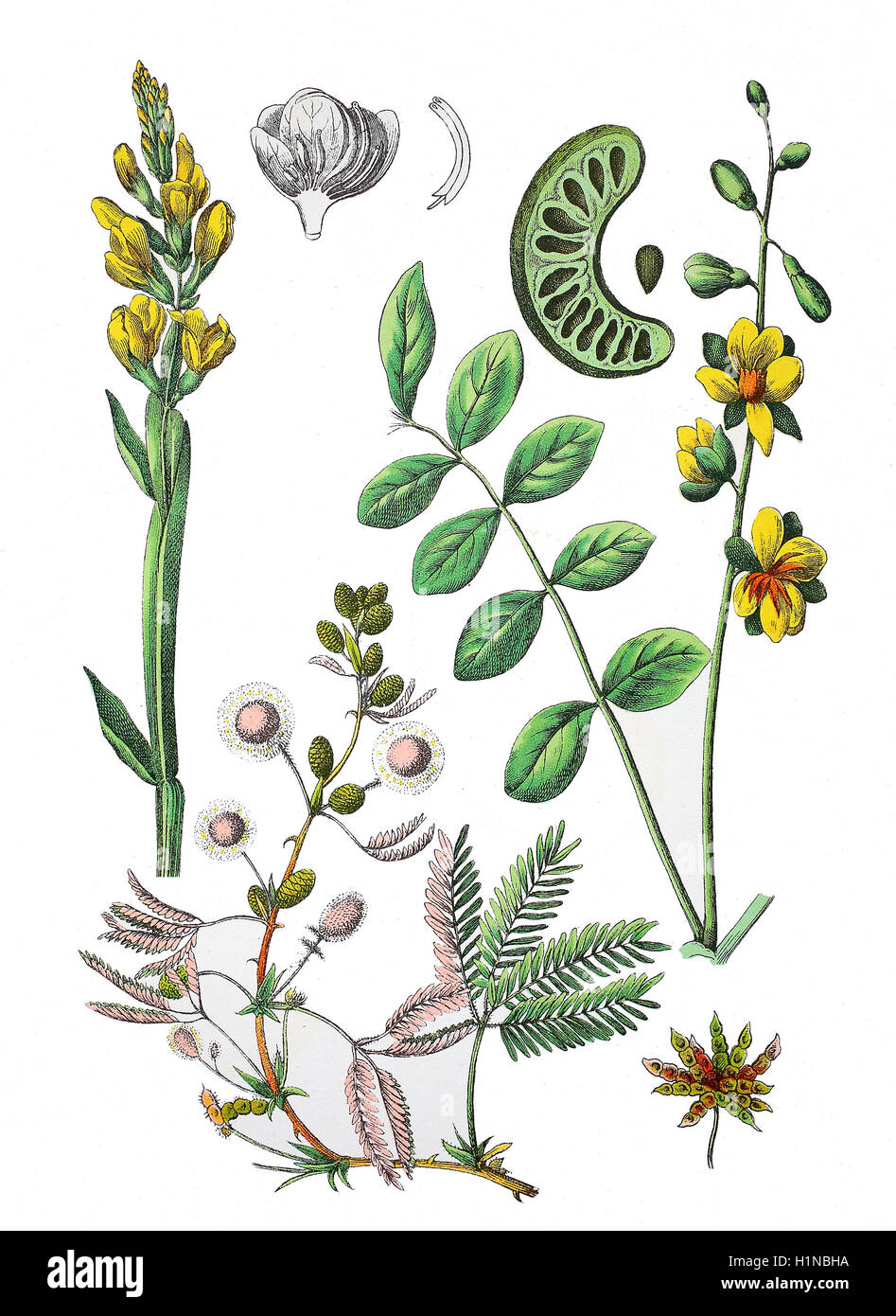 Broom, Genista sagittalis (left top), Chinese senna, Cassia obtusifolia (right top), sensitive plant, sleepy plant, Dormilone, Mimosa pudica (bottem), Stock Photo