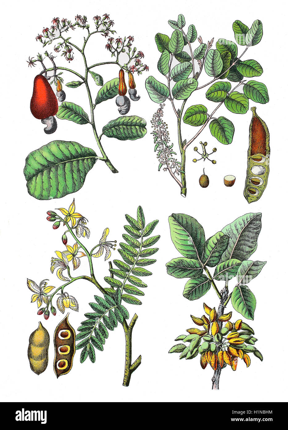 cashew tree, Anacardium occidentale (top left), carob tree, St John's