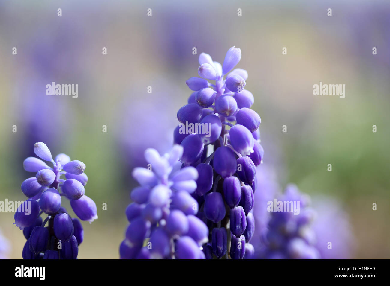 purple hyacinths and bee Stock Photo Alamy