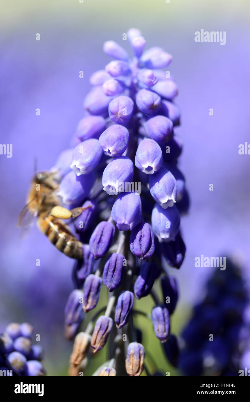 purple hyacinths and bee Stock Photo Alamy