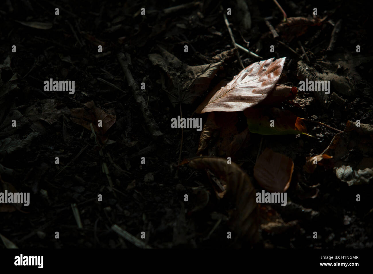 Dark mud hi-res stock photography and images - Alamy