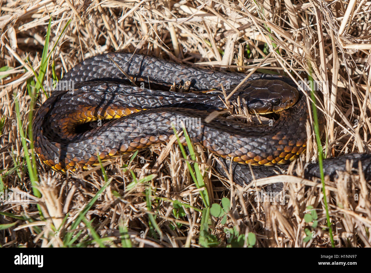Tiger snake Notechis scutatus coiled in grass Stock Photo