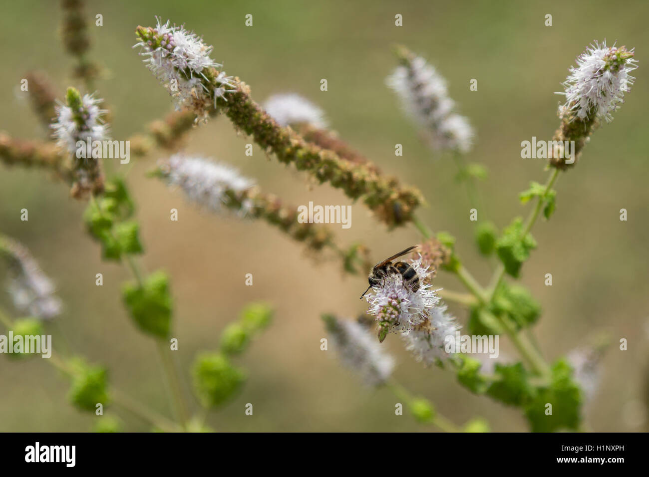 Black Cohosh: White Efflorescence and Bee Stock Photo