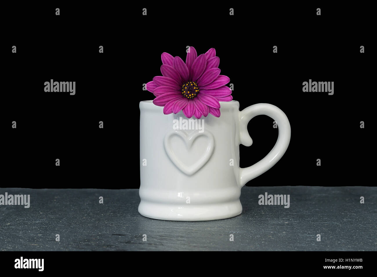 white mug with pink osteospermum on black background Stock Photo