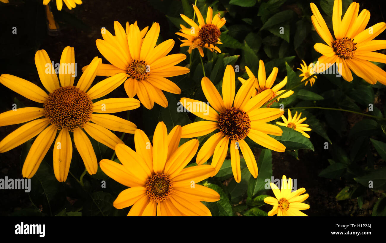 Heliopsis helianthoides cultivar (rough oxeye, smooth oxeye or false sunflower) seen from above Stock Photo