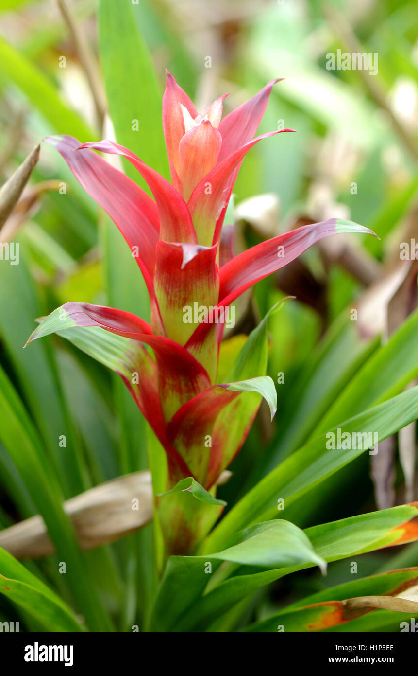 Bromeliad or Urn Plant (Aechmea fasciata) kind of local Brazil Plants. Stock Photo