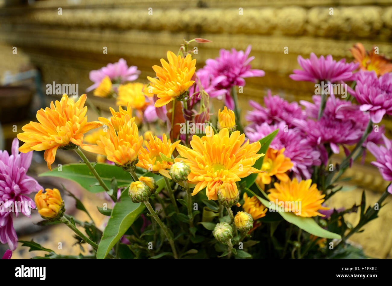 Spray Type of Chrysanthemum (Dendranthemum grandifflora) in closed-up. Stock Photo