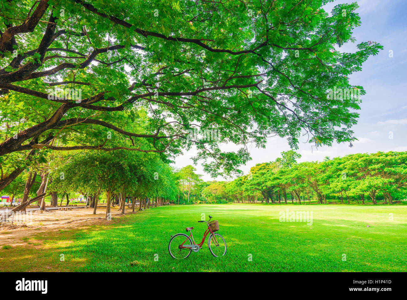 Red bicycle on green grass under Big tree Stock Photo Alamy