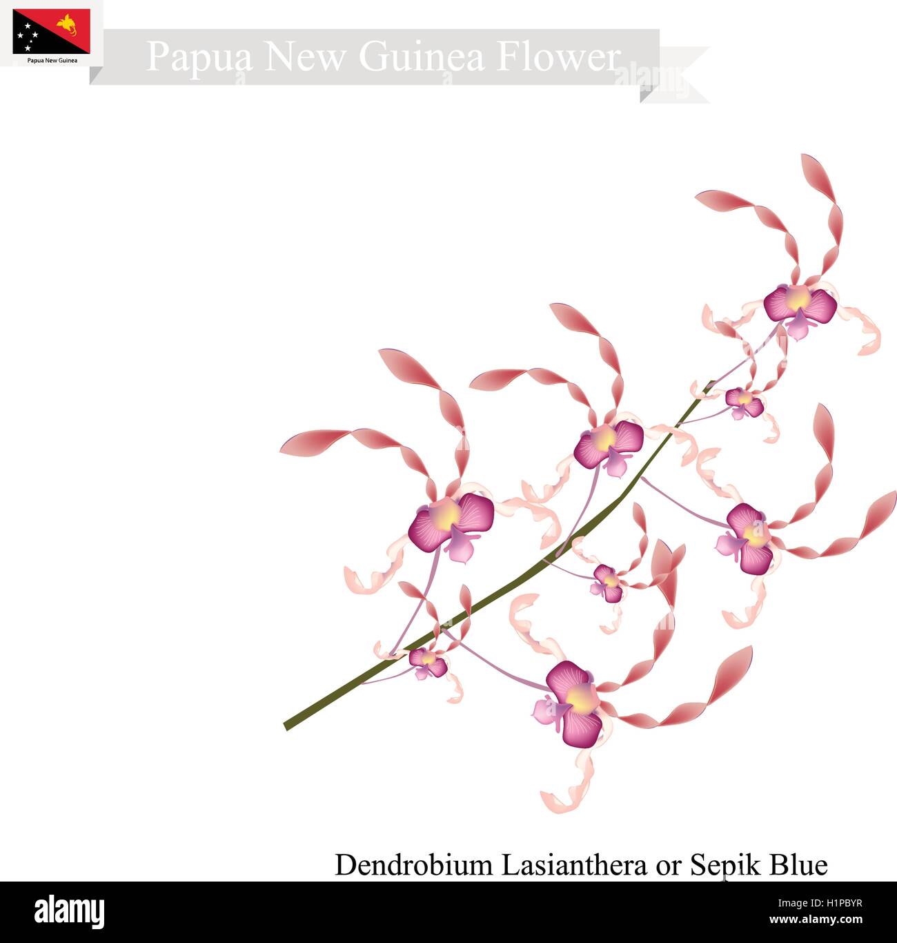 Papua New Guinea Flower, Illustration of Dendrobium Lasianthera or Sepik Blue. The National Flower of Papua New Guinea. Stock Vector