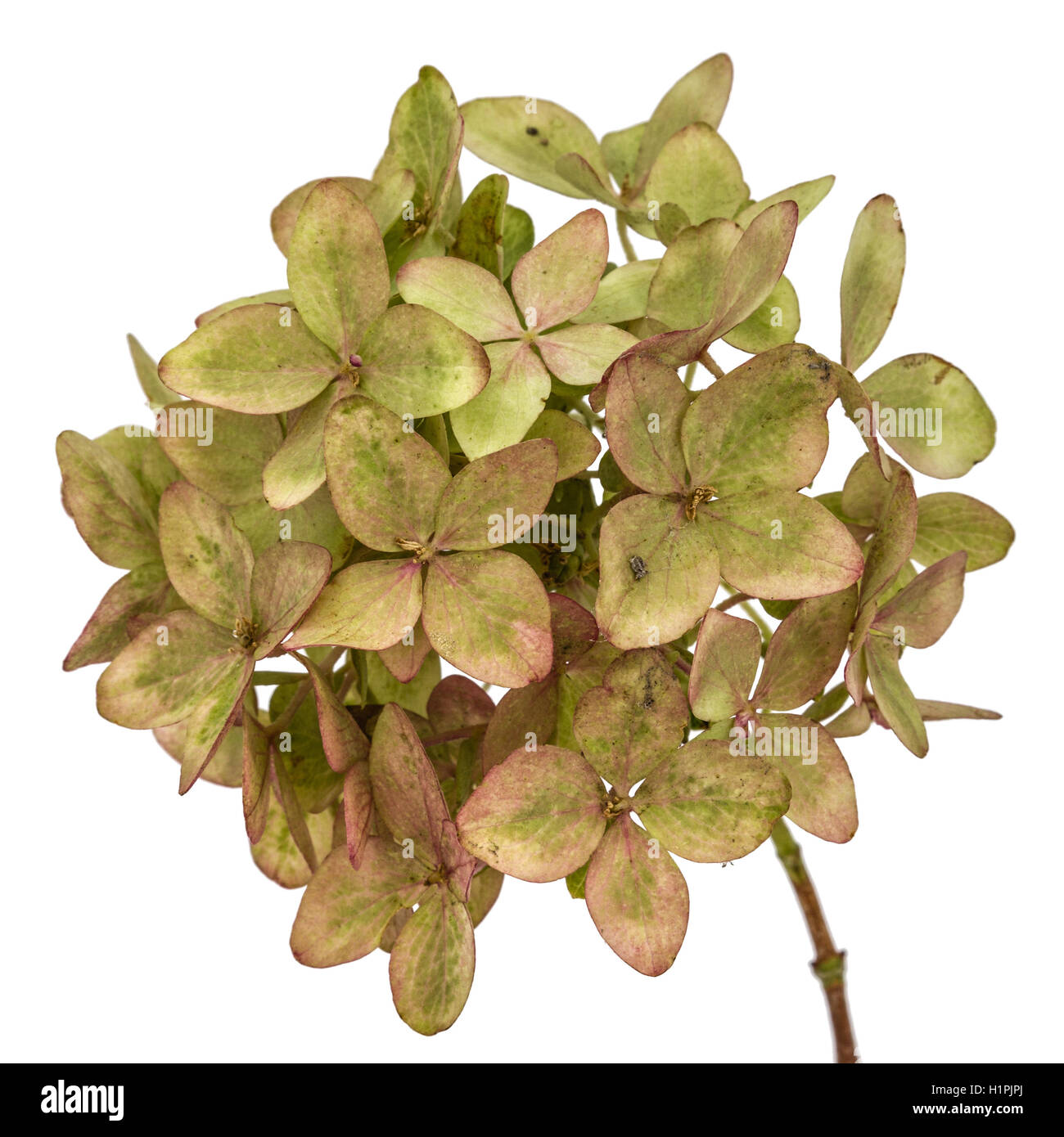 Inflorescence of hydrangea close-up, isolated on white background Stock ...