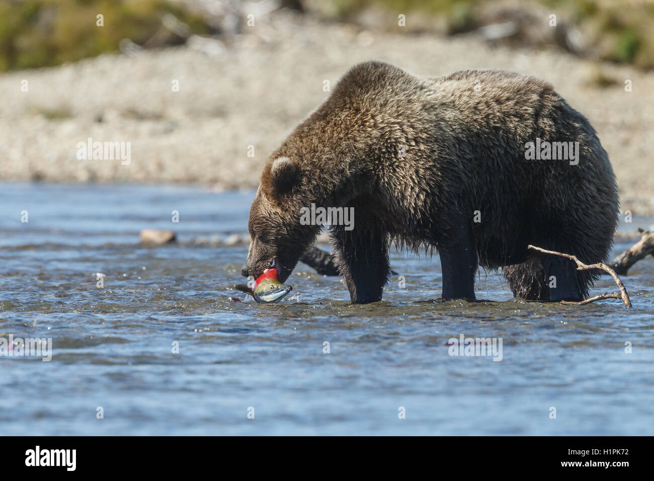 Brown bear hunting for salmon Stock Photo Alamy