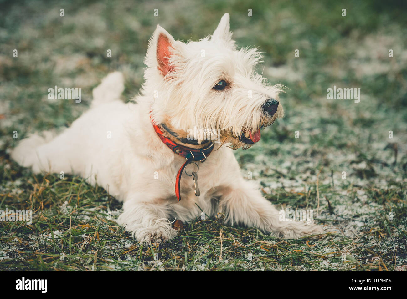 Cute West Highland White Terrier - Westie, Westy Dog Play in Grass Stock Photo