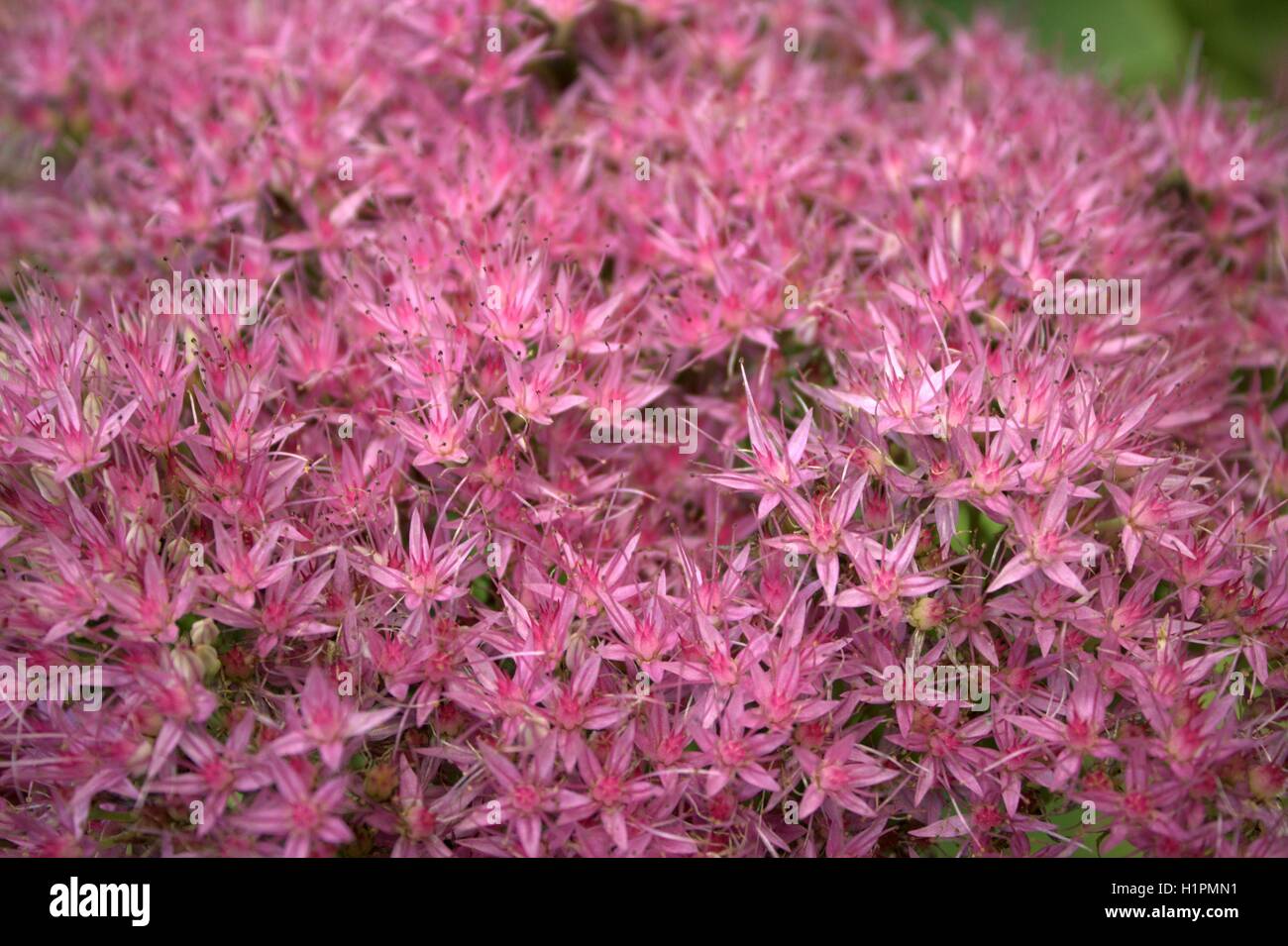 Pink Stone Crop Sedum Flower Blooming Stock Photo