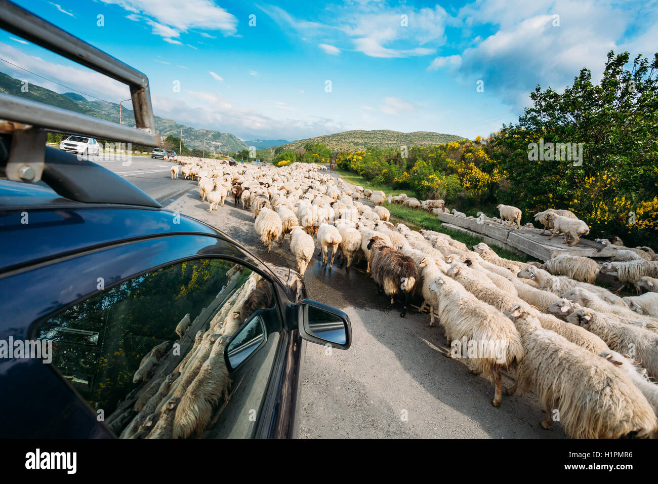 Georgia, Caucasus. The Back View From The Car Window Of Flock Of Shaggy White Sheep Moving Along The Highway In The Countryside Stock Photo