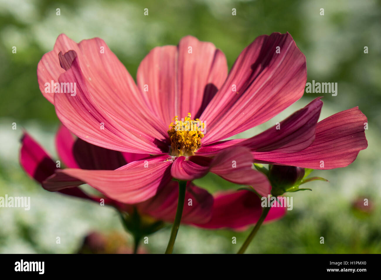 Burnt orange hires stock photography and images Alamy
