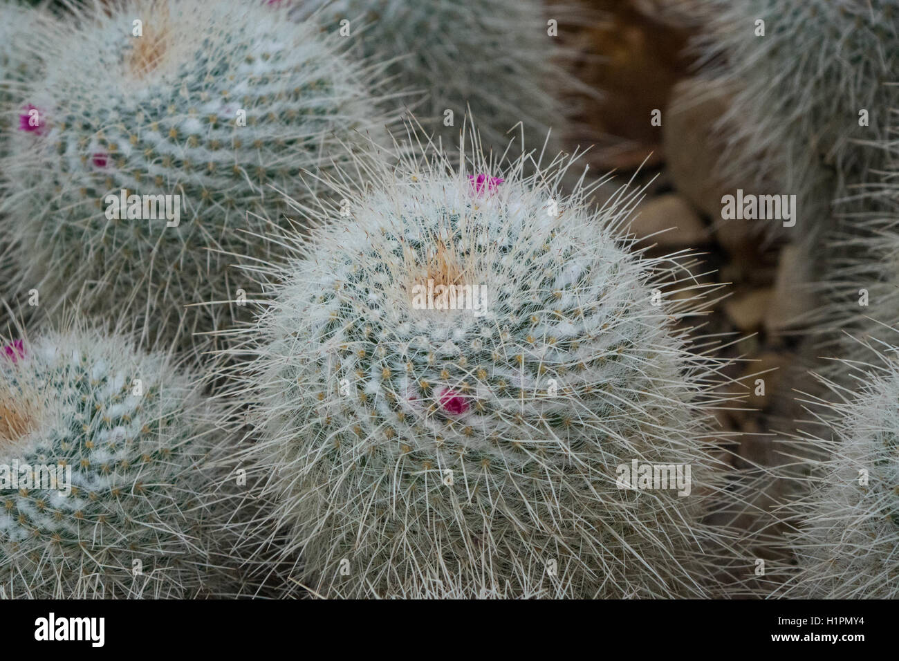 the hairy cactus The hairy cactus