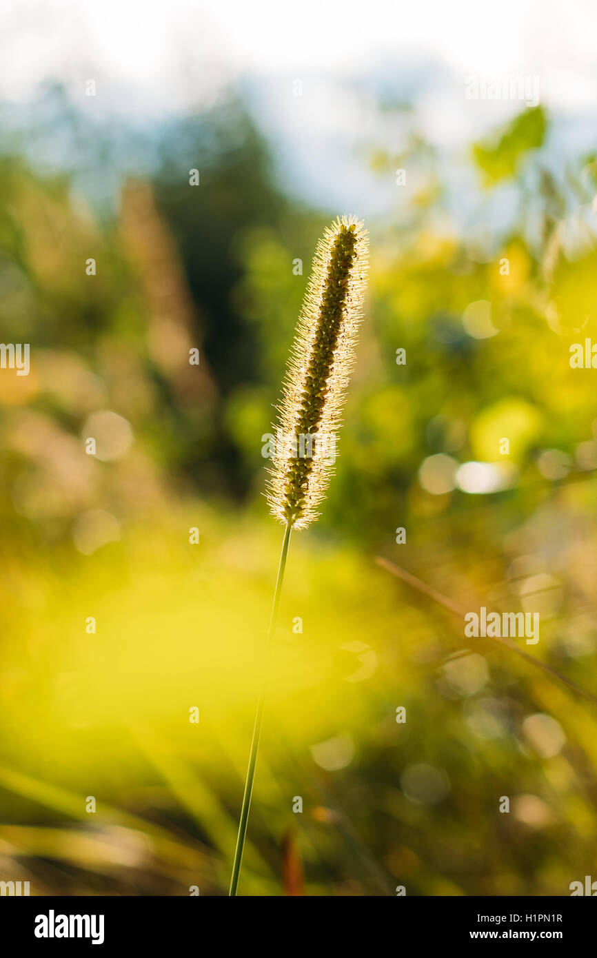 Green Grass in Sunlight and Bokeh, Boke Background. Summer Season Stock Photo