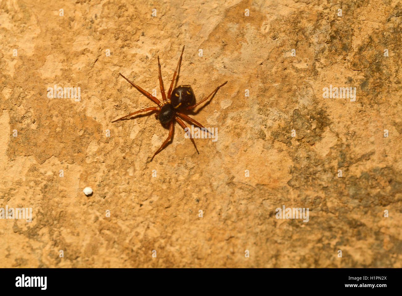 Wolf spider, Pardosa sp., Lycosidae, Mhadei wildlife sanctuary, North Goa, India Stock Photo