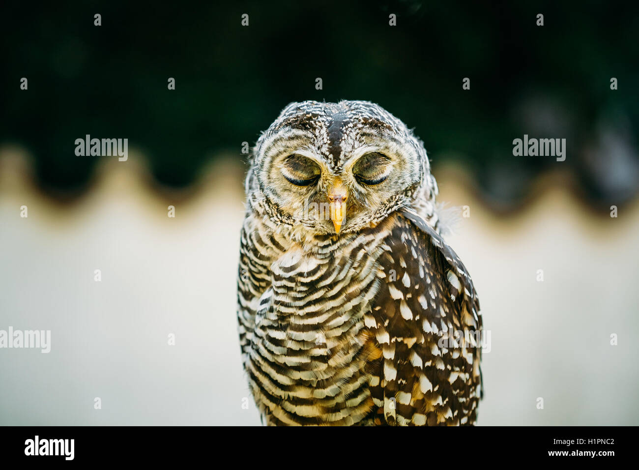 Strix Rufipes The Rufous-legged Owl (Strix Rufipes) Is A Medium Sized Owl With No Ear ...