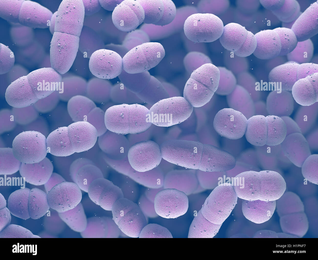 Streptococcus pneumoniae, or pneumococcus, is a gram-positive bacteria  responsible for many types of pneumococcal infections Stock Photo - Alamy