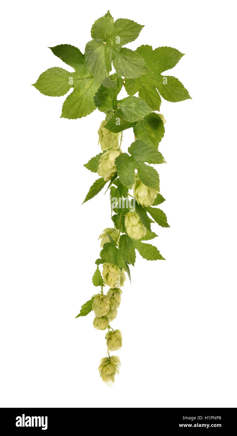 Hops (Humulus lupulus) branch isolated on white background Stock Photo ...