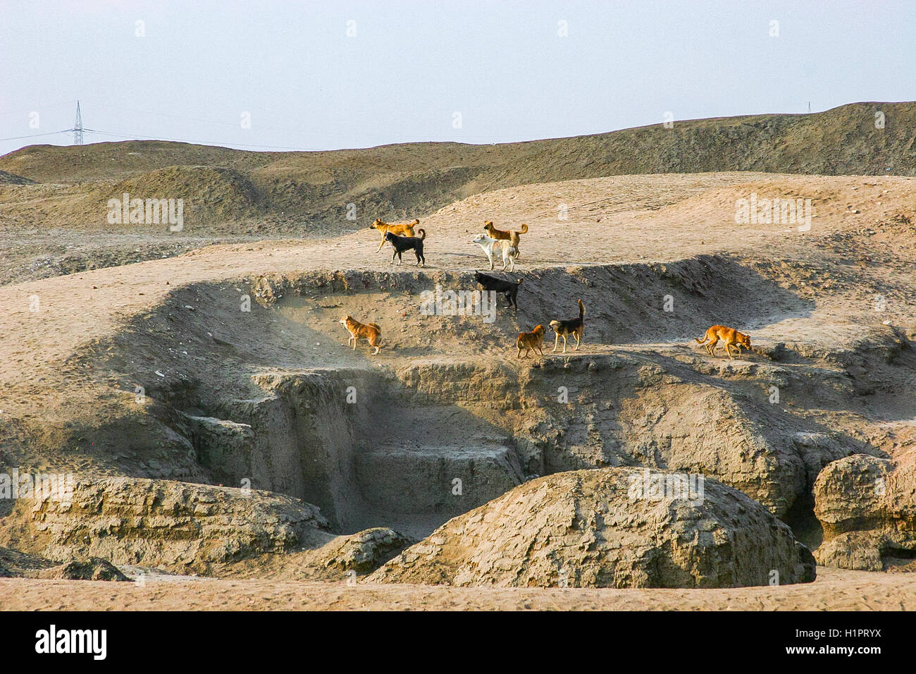 Egypt, Nile Delta, Tanis, the East temple, built by Ramses II and reused by Osorkon II : Barking dogs. Stock Photo