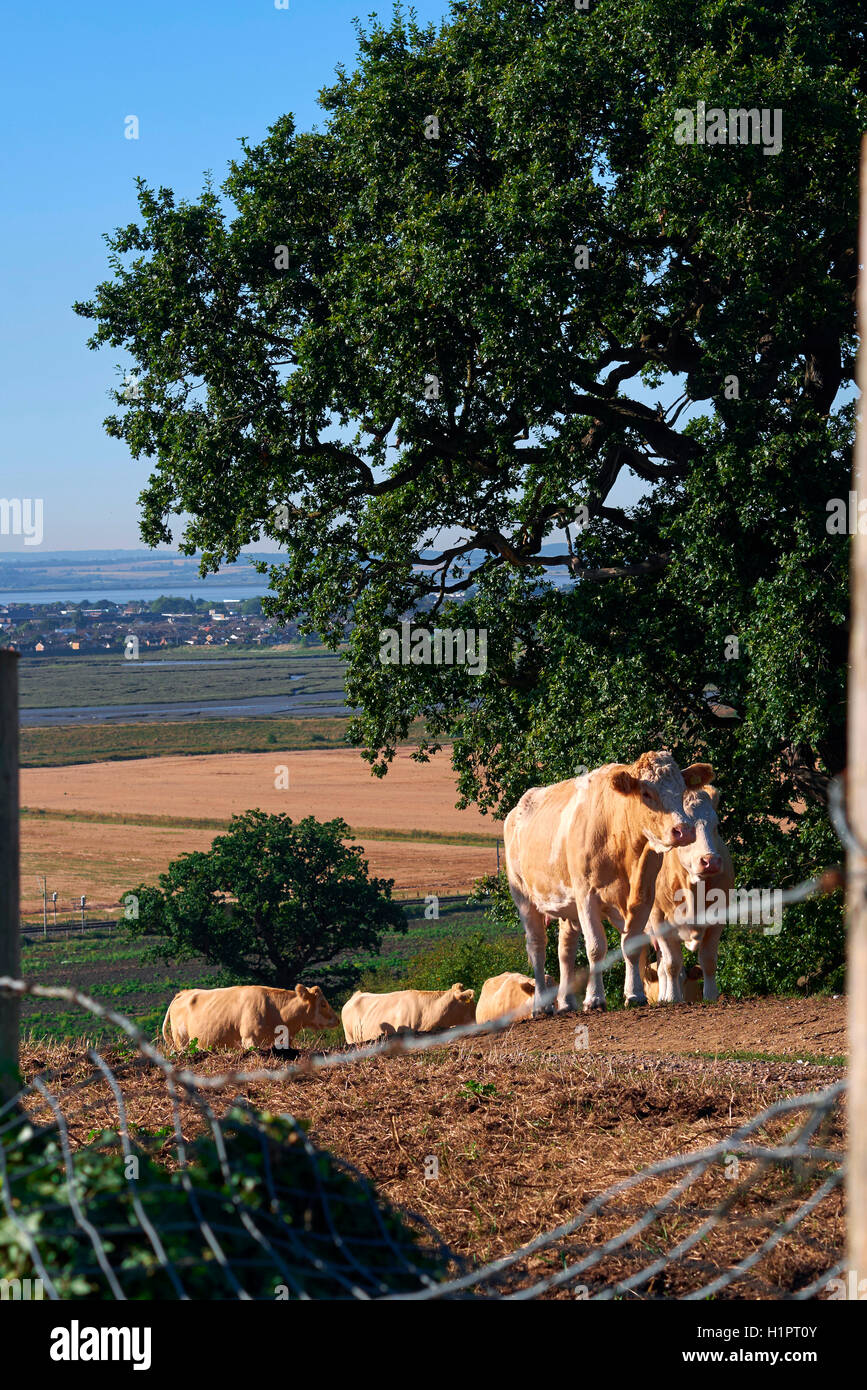 Cows in the field next to Hadleigh Castle, in Essex, Uk.  The Thames Estuary in the background. Stock Photo