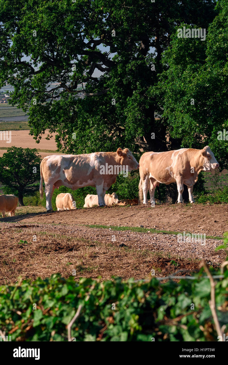 Cows in the field next to Hadleigh Castle, in Essex, Uk.  The Thames Estuary in the background. Stock Photo