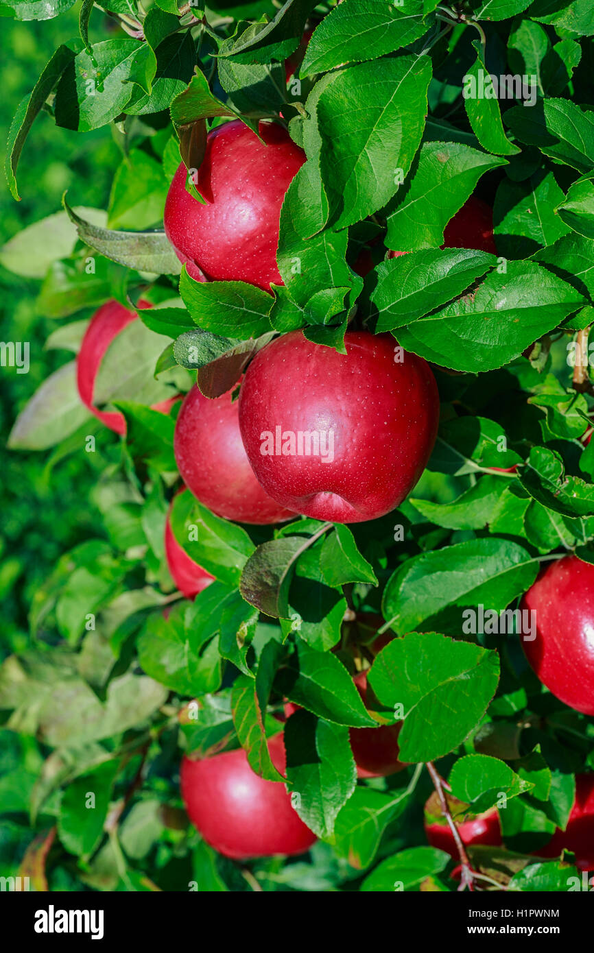 Honeycrisp apple trees in farm hires stock photography and images Alamy
