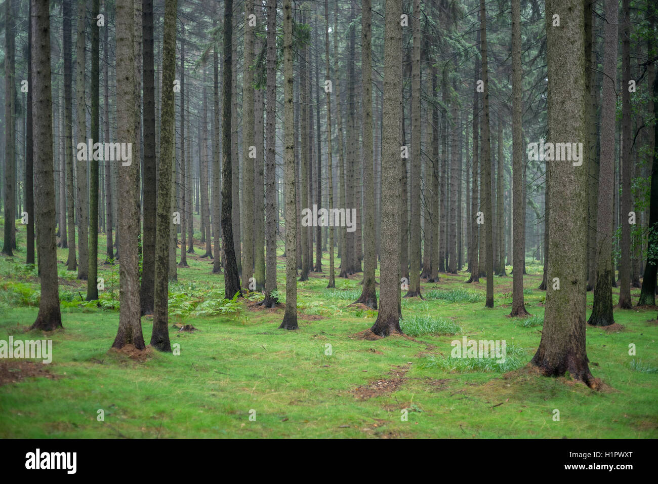Spruce Forest Raining Spruce trees tree forest in the rain Stock Photo - Alamy