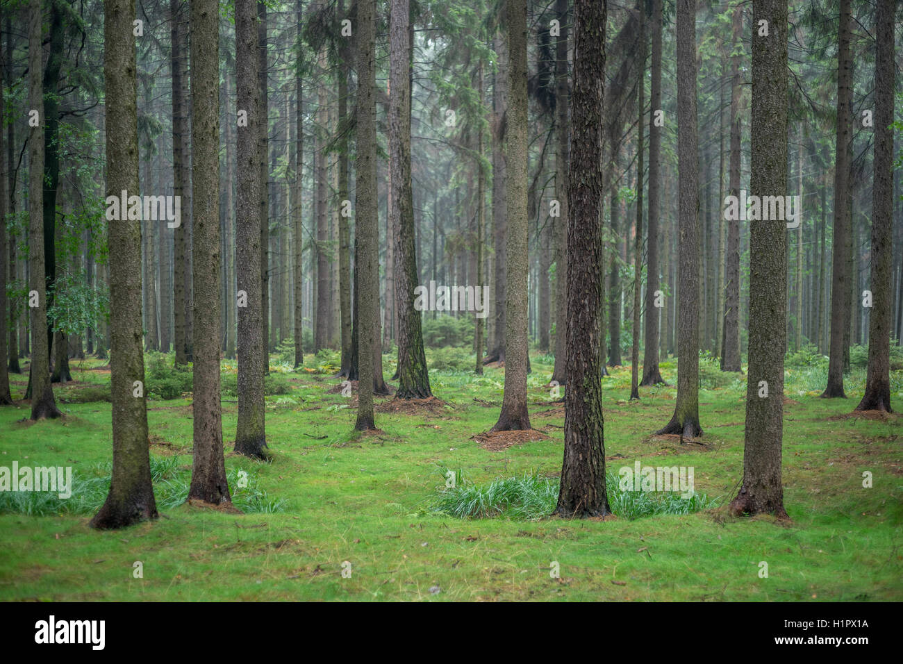 Spruce Forest Raining Spruce trees tree forest in the rain Stock Photo - Alamy