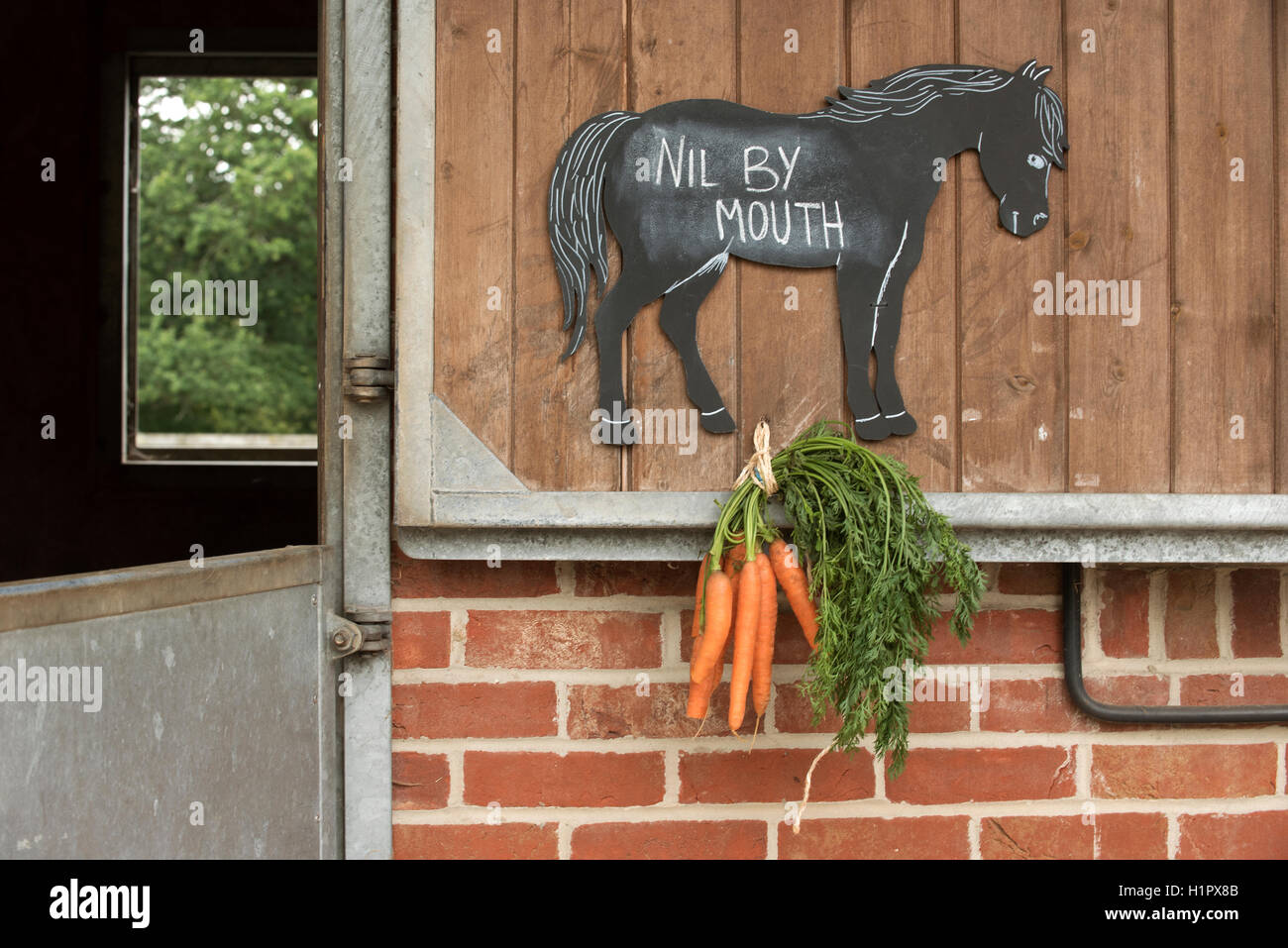 Notice on a stable door with a bunch of carrots. Nil by mouth written on a chalk board of a horse's stable Stock Photo