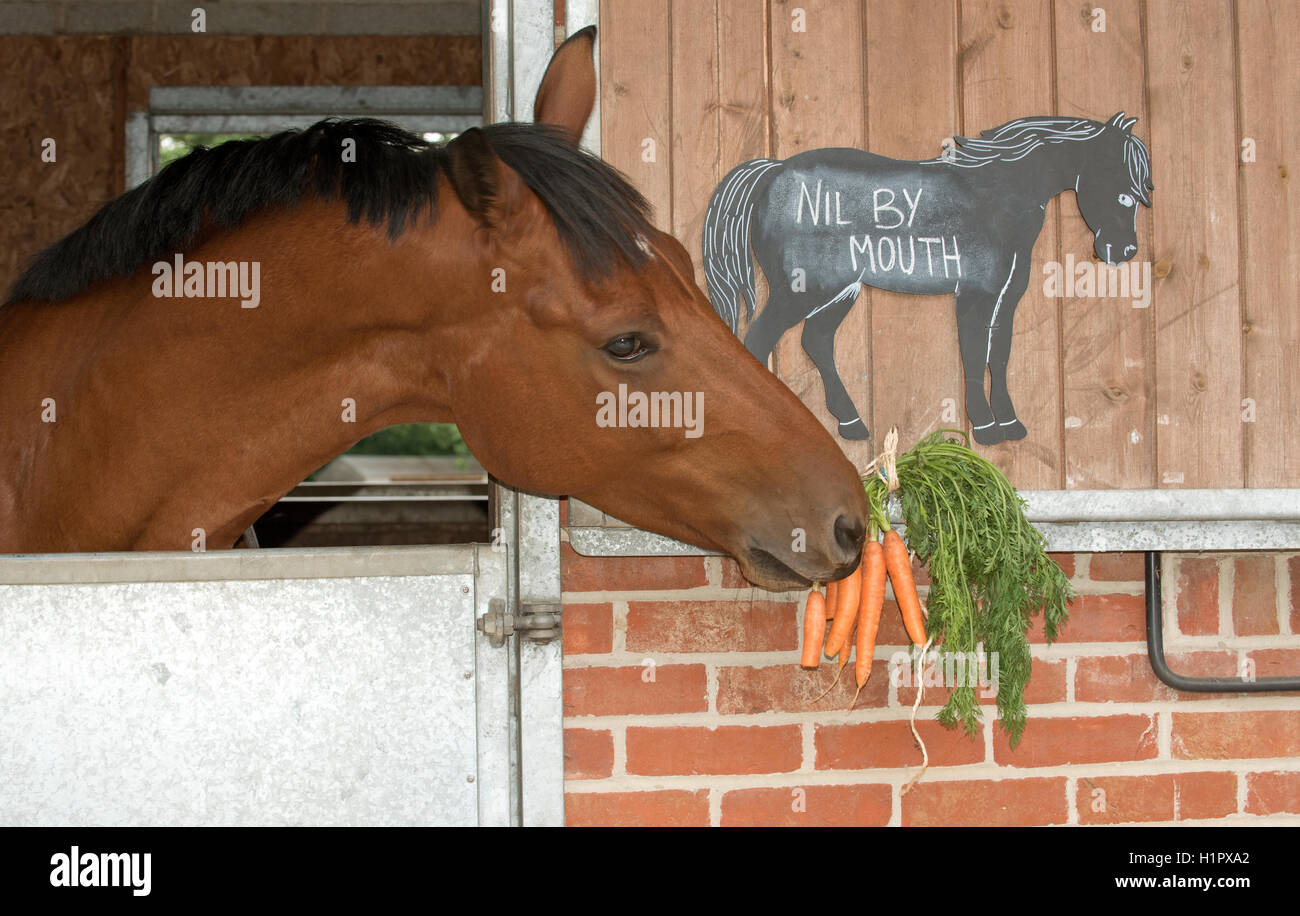From a stable door a Chestnut pony eating a bunch of carrots and a chalk board notice stating Nil by Mouth. Stock Photo