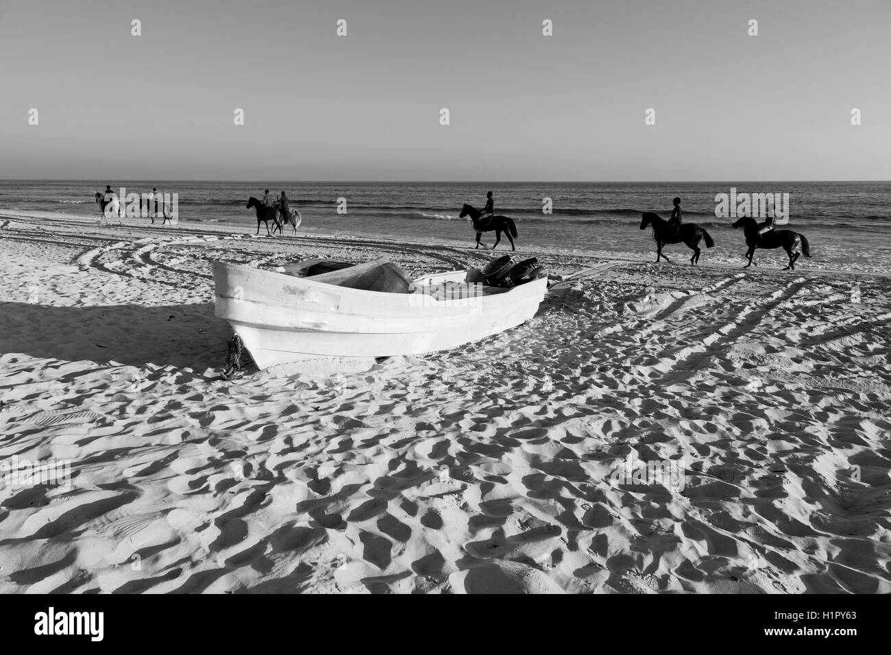 Beauty of arabic horse Black and White Stock Photos & Images - Alamy