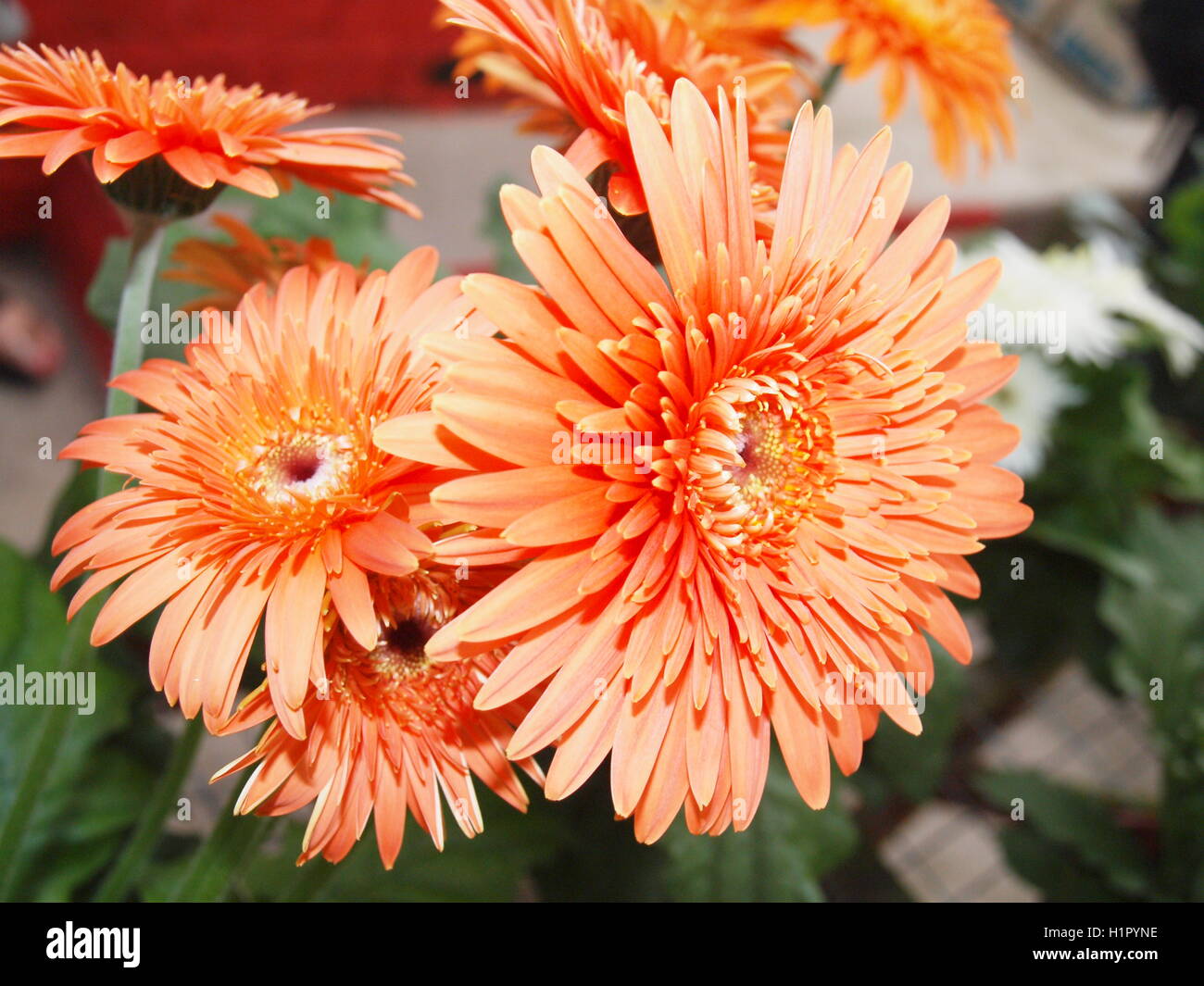 Flower from Cameron highlands Stock Photo Alamy