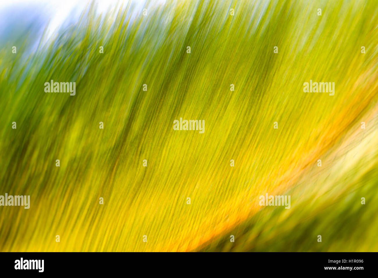 Sago palm frond, multiple exposure image, impressionistic photo. Stock Photo