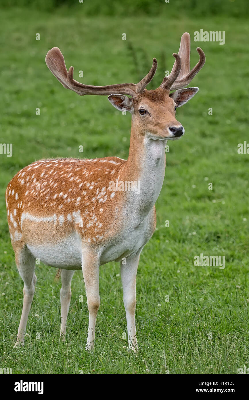 Fallow deer in the wild in a clearing Stock Photo