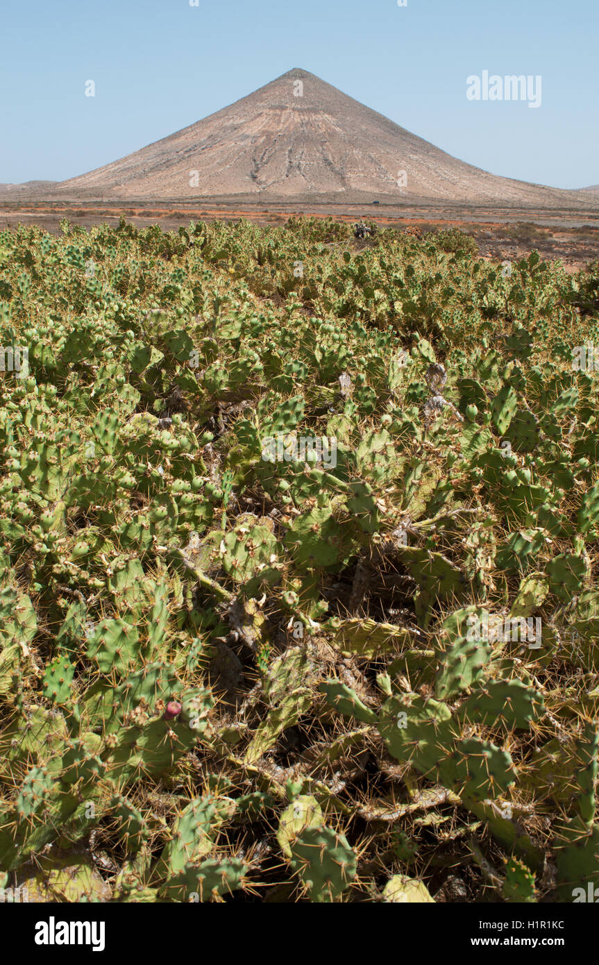 Fuerteventura: an expanse of cactus and the Volcán de la Arena, a cone shaped volcano in the Malpas de la Arena natural area Stock Photo