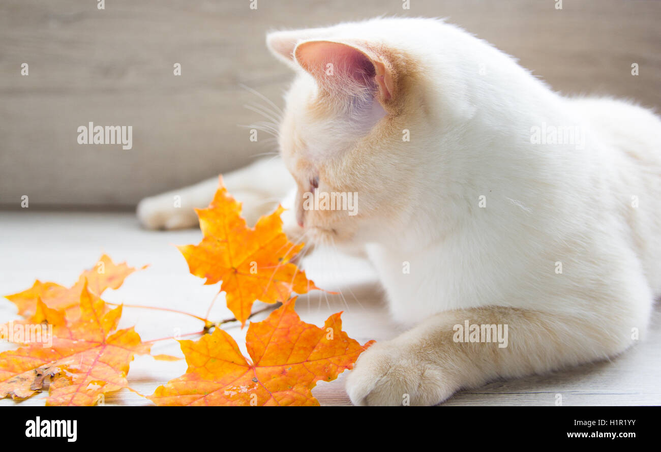 cat playing with autumn leaves Stock Photo - Alamy